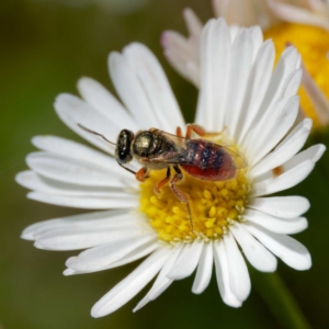 Lasioglossum (Homalictus) punctatum at Harrison, ACT - 25 Feb 2024