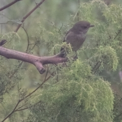 Pachycephala pectoralis (Golden Whistler) at Bundanoon, NSW - 1 Mar 2024 by Aussiegall