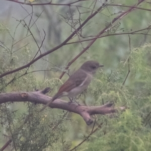 Pachycephala pectoralis at Wingecarribee Local Government Area - 2 Mar 2024 10:45 AM