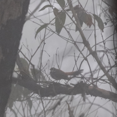 Rhipidura rufifrons (Rufous Fantail) at Morton National Park - 1 Mar 2024 by Aussiegall