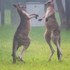 Macropus giganteus (Eastern Grey Kangaroo) at Bundanoon, NSW - 1 Mar 2024 by Aussiegall