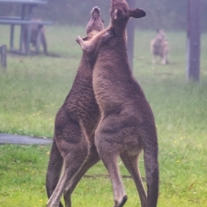 Macropus giganteus at Wingecarribee Local Government Area - 2 Mar 2024 10:58 AM