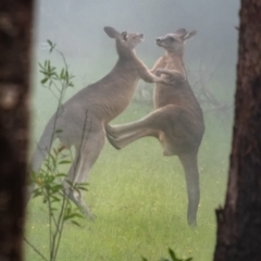 Macropus giganteus at Wingecarribee Local Government Area - 2 Mar 2024 10:58 AM