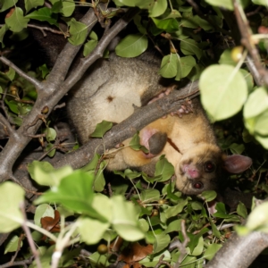 Trichosurus vulpecula at Harrison, ACT - suppressed