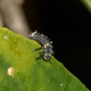 Harmonia conformis at Higgins, ACT - 25 Feb 2024 02:58 PM