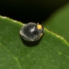 Apolinus lividigaster (Yellow Shouldered Ladybird) at Higgins, ACT - 25 Feb 2024 by AlisonMilton