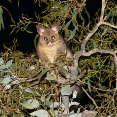 Trichosurus vulpecula (Common Brushtail Possum) at Gungaderra Creek Ponds - 25 Feb 2024 by DPRees125