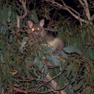 Trichosurus vulpecula at Gungaderra Creek Ponds - 25 Feb 2024