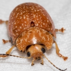 Paropsis variolosa (Variolosa leaf beetle) at Russell, ACT - 16 Jan 2024 by AlisonMilton