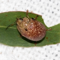 Paropsis variolosa at Russell, ACT - 17 Jan 2024 09:19 AM