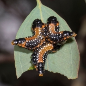 Paropsis variolosa at Russell, ACT - 17 Jan 2024