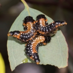 Paropsis variolosa at Russell, ACT - 17 Jan 2024