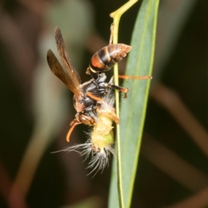 Polistes (Polistella) humilis at Russell, ACT - 17 Jan 2024