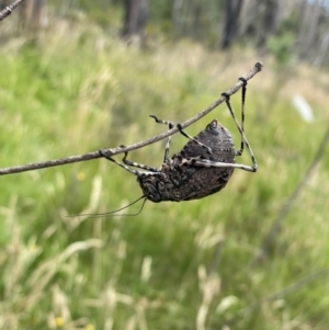 Acripeza reticulata at Gibraltar Pines - 10 Feb 2024