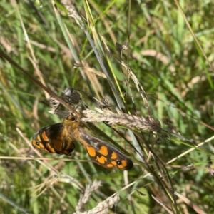 Heteronympha penelope at Gibraltar Pines - 10 Feb 2024