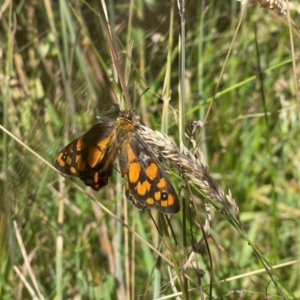 Heteronympha penelope at Gibraltar Pines - 10 Feb 2024