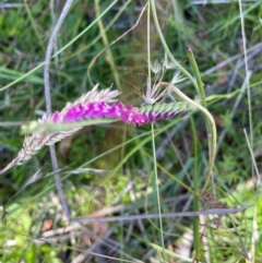 Spiranthes australis at Gibraltar Pines - 10 Feb 2024