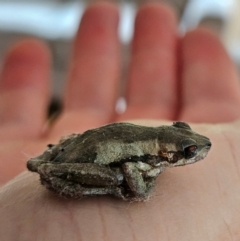 Litoria quiritatus (Screaming Tree Frog) at Braidwood, NSW - 1 Mar 2024 by MatthewFrawley