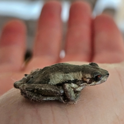 Litoria quiritatus (Screaming Tree Frog) at Braidwood, NSW - 1 Mar 2024 by MatthewFrawley