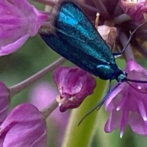 Pollanisus (genus) at Bellmount Forest, NSW - 2 Mar 2024