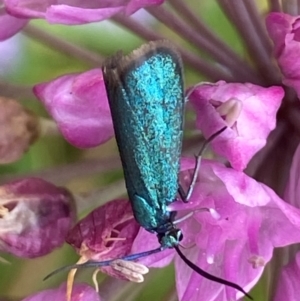 Pollanisus (genus) at Bellmount Forest, NSW - 2 Mar 2024