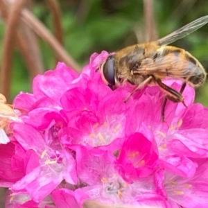 Eristalis tenax at Bellmount Forest, NSW - suppressed