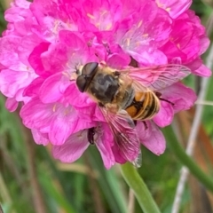 Eristalis tenax at Bellmount Forest, NSW - suppressed