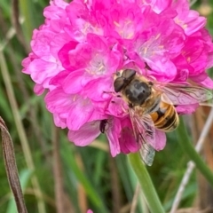 Eristalis tenax at Bellmount Forest, NSW - suppressed