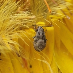 Nysius sp. (genus) (Seed bug) at Curtin, ACT - 2 Mar 2024 by Hejor1
