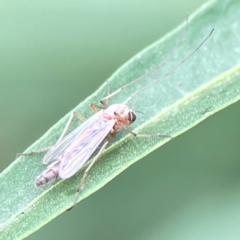 Chironomidae (family) (Non-biting Midge) at Curtin, ACT - 2 Mar 2024 by Hejor1