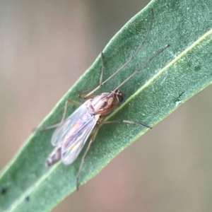 Chironomidae (family) at Dawson Street Gardens - 2 Mar 2024