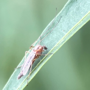 Chironomidae (family) at Dawson Street Gardens - 2 Mar 2024 11:25 AM