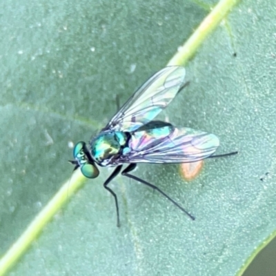 Dolichopodidae (family) (Unidentified Long-legged fly) at Curtin, ACT - 2 Mar 2024 by Hejor1