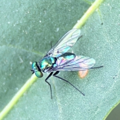 Dolichopodidae (family) (Unidentified Long-legged fly) at Dawson Street Gardens - 2 Mar 2024 by Hejor1