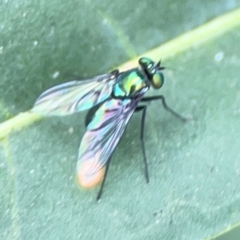 Dolichopodidae (family) at Dawson Street Gardens - 2 Mar 2024