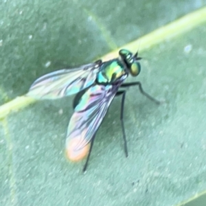 Dolichopodidae (family) at Dawson Street Gardens - 2 Mar 2024 11:25 AM