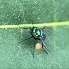 Dolichopodidae (family) at Dawson Street Gardens - 2 Mar 2024 11:25 AM