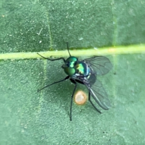 Dolichopodidae (family) at Dawson Street Gardens - 2 Mar 2024 11:25 AM