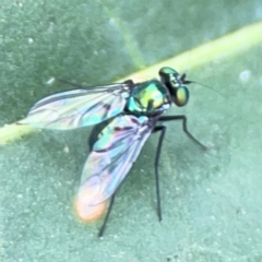 Dolichopodidae (family) at Dawson Street Gardens - 2 Mar 2024 11:25 AM