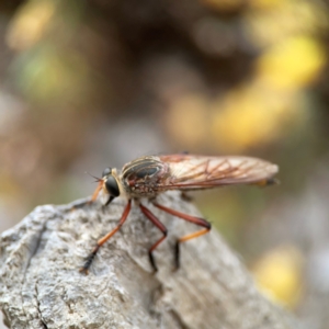 Colepia rufiventris at Dawson Street Gardens - 2 Mar 2024 11:45 AM