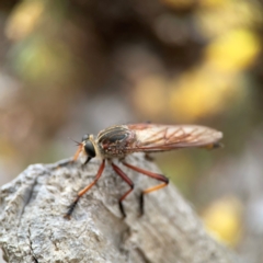 Unidentified Robber fly (Asilidae) at Curtin, ACT - 2 Mar 2024 by Hejor1
