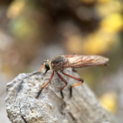 Colepia rufiventris at Dawson Street Gardens - 2 Mar 2024 11:45 AM