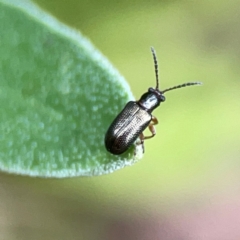 Chrysomelidae sp. (family) (Unidentified Leaf Beetle) at Curtin, ACT - 2 Mar 2024 by Hejor1