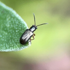 Chrysomelidae sp. (family) at Dawson Street Gardens - 2 Mar 2024