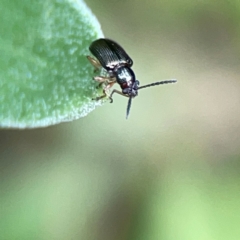 Chrysomelidae sp. (family) at Dawson Street Gardens - 2 Mar 2024