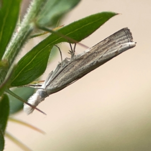 Culladia cuneiferellus at Dawson Street Gardens - 2 Mar 2024