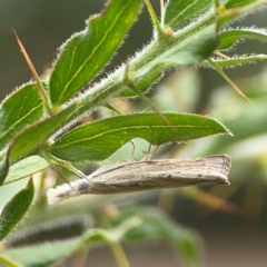 Culladia cuneiferellus at Dawson Street Gardens - 2 Mar 2024 12:03 PM