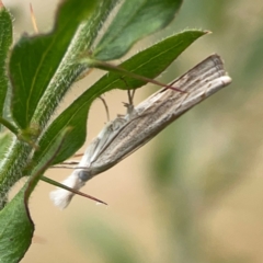 Culladia cuneiferellus at Dawson Street Gardens - 2 Mar 2024