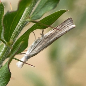 Culladia cuneiferellus at Dawson Street Gardens - 2 Mar 2024 12:03 PM