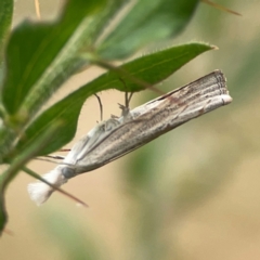 Culladia cuneiferellus at Dawson Street Gardens - 2 Mar 2024